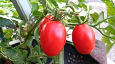 プランター栽培のミニトマト