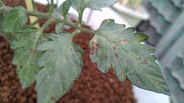 ミニトマトの葉の黒い斑点