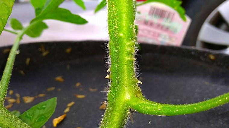 ミニトマトの茎の気根の画像
