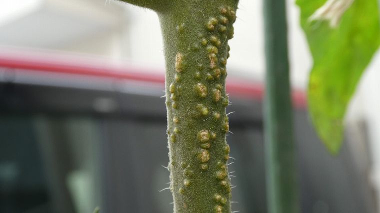 ミニトマトの茎の白いブツブツ気根画像