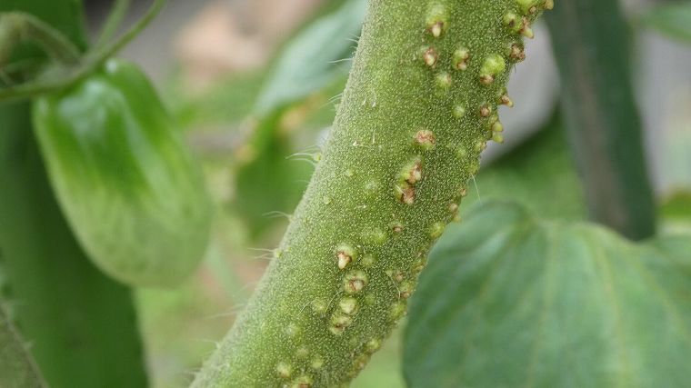 ミニトマトの茎の気根画像