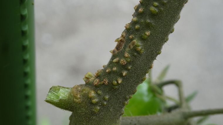 ミニトマトの茎の白いブツブツの画像