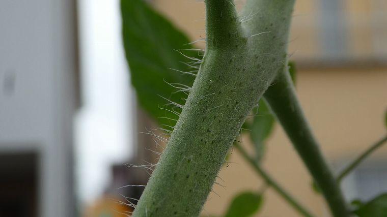 ミニトマトの茎の毛の画像