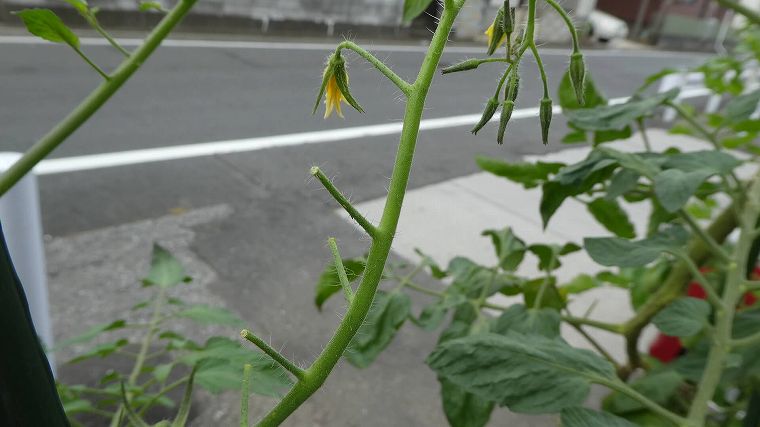 実を落とすミニトマト画像