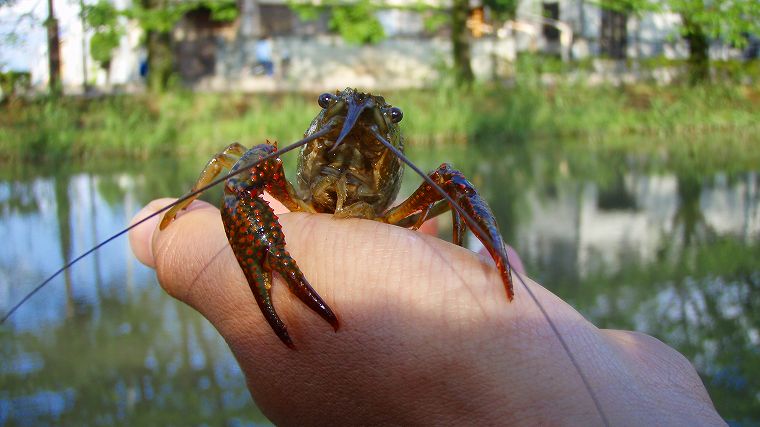 ザリガニ釣り