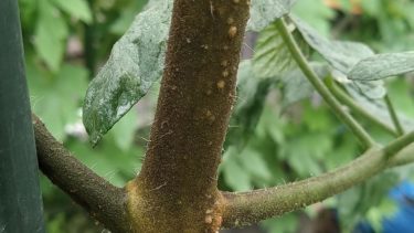 【トマトサビダニ】ミニトマトの茎が茶色で葉が黄色く枯れ、葉裏がテカテカした場合の原因と対処法！