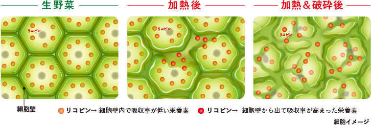 細胞壁とリコピン画像