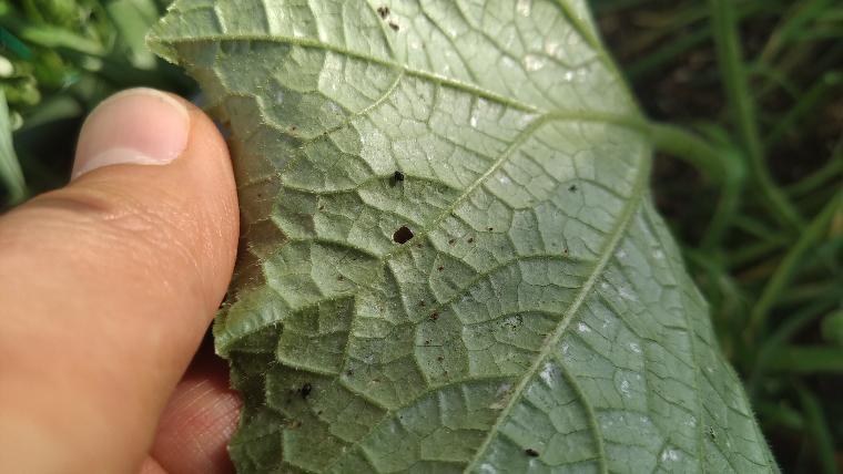 ５分で解説 みらどり流ハダニ駆除 必殺３ローテーション で野菜を救え 殺虫剤 農薬編 夢imagine