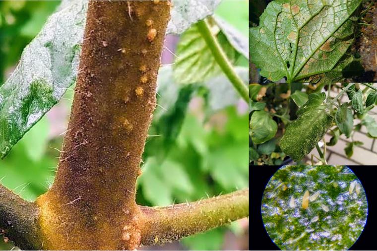 トマトサビダニ ミニトマトの茎が茶色で葉が黄色く枯れ 葉裏がテカテカした場合の原因と対処法