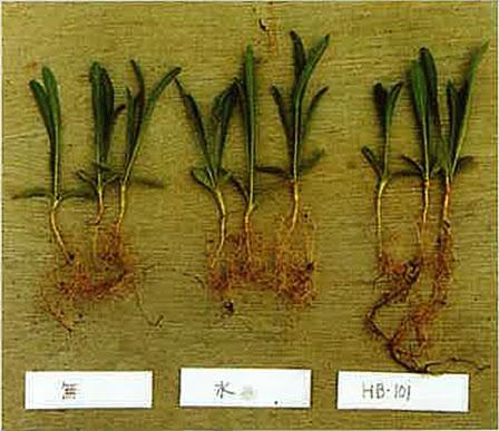 HB-101栽培実験