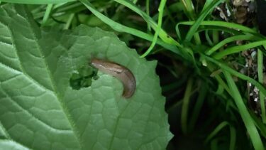 【注意】家庭菜園でナメクジを駆除しないと思わぬ健康被害が？！予防と対策