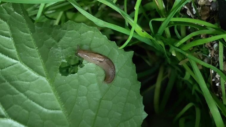 ナメクジの食害（きゅうりの葉）