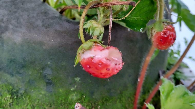 ナメクジの食害（イチゴ）