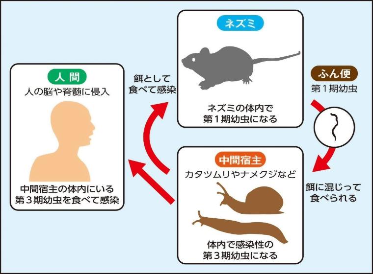 広東住血線虫症