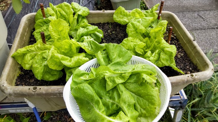 サラダ菜下葉かきで収穫