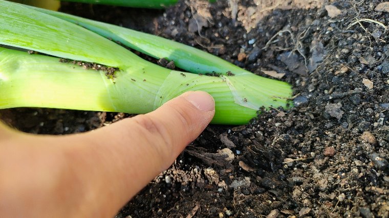 葉の分かれ目まで土を掛ける