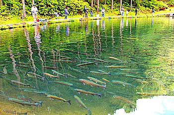 魚影抜群
