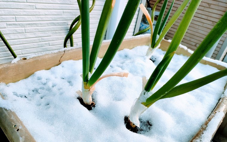 雪と曲がりネギ