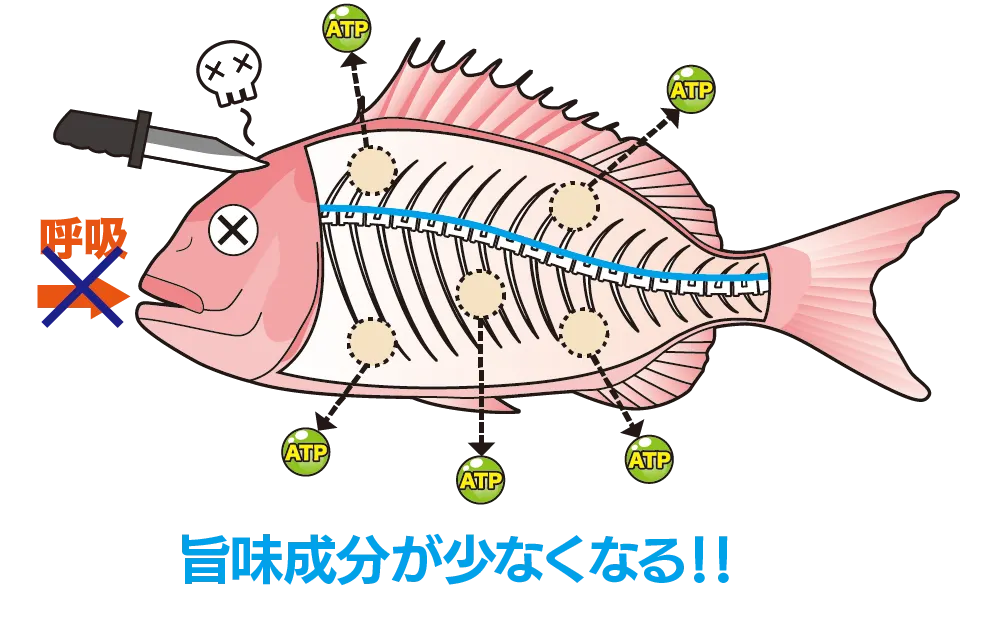 魚のATP消費図