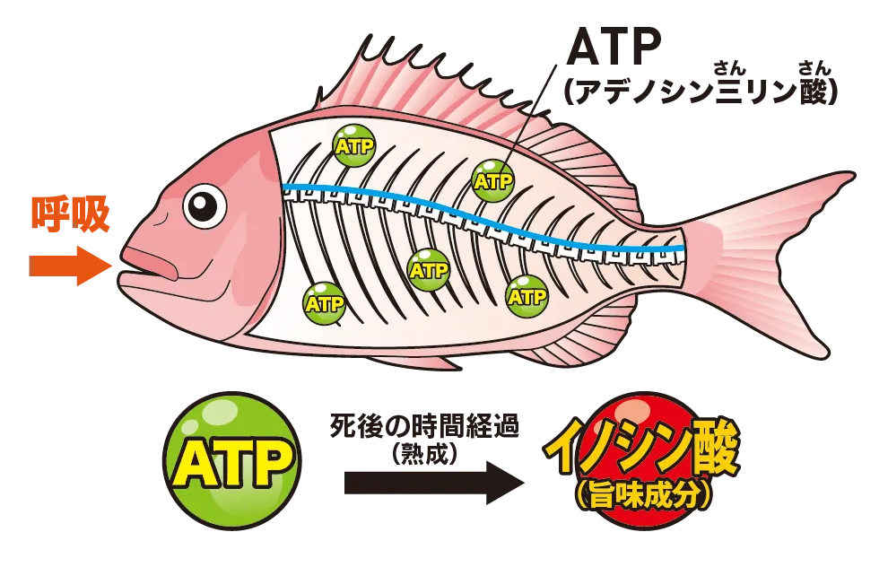 魚のATP