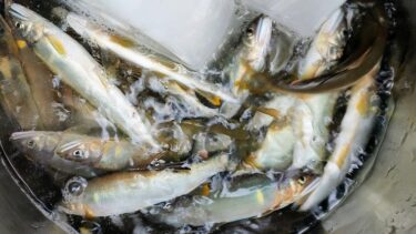 【鮎は塩水で締める】淡水魚も塩冷水で瞬間冷却！下処理を兼ねた美味しい魚の持ち帰り術