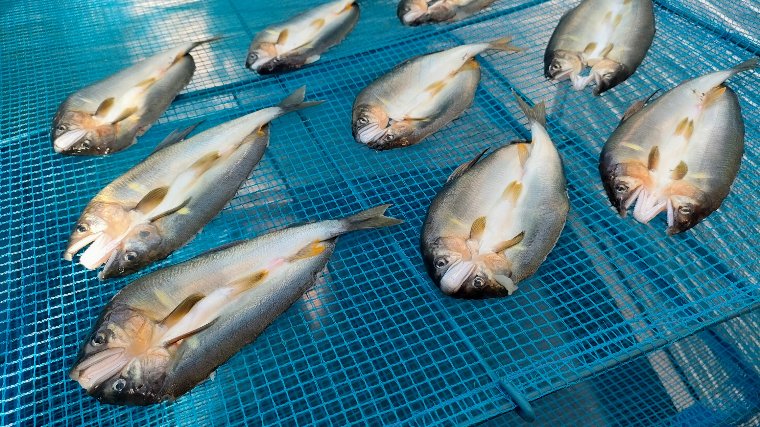 鮎の天日干し