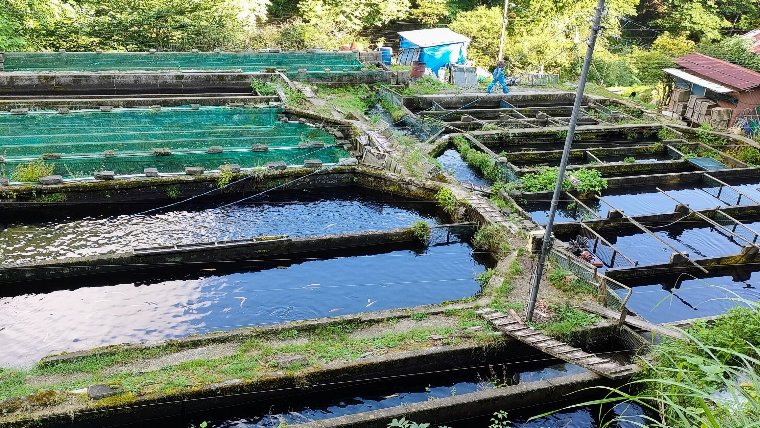 日本イワナセンター養魚場