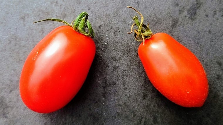 ミニトマトの早採りと遅採り比較