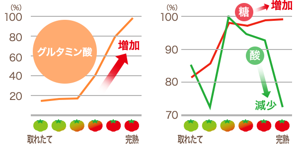 完熟によるトマトのグルタミン酸推移