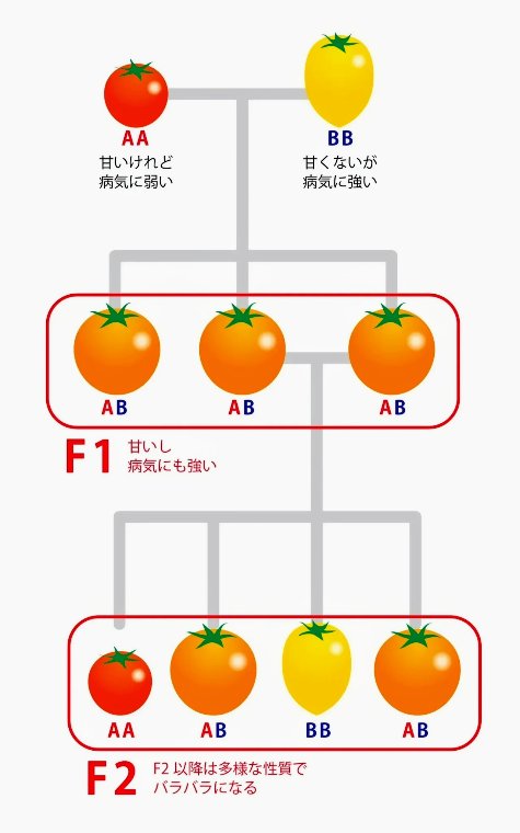 F1(交配種）雑種強勢の図