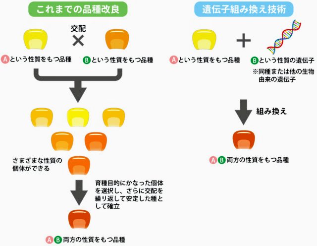 品種改良と遺伝子組み換えの比較