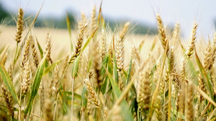 小麦は遺伝子組み換えが許可されていない