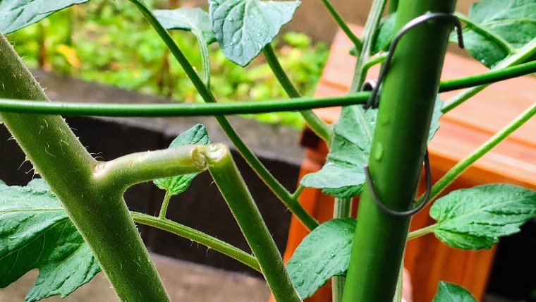 雨の日に避難中に折れた茎