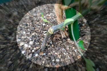 ミニトマトの茎が折れた！