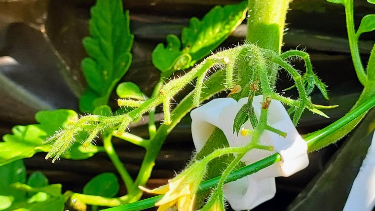 ミニトマトの花・実が落ちる画像