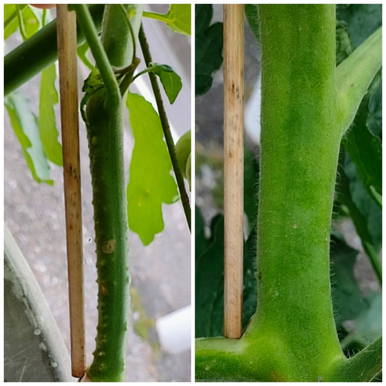 ミニトマトの茎が太い比較画像