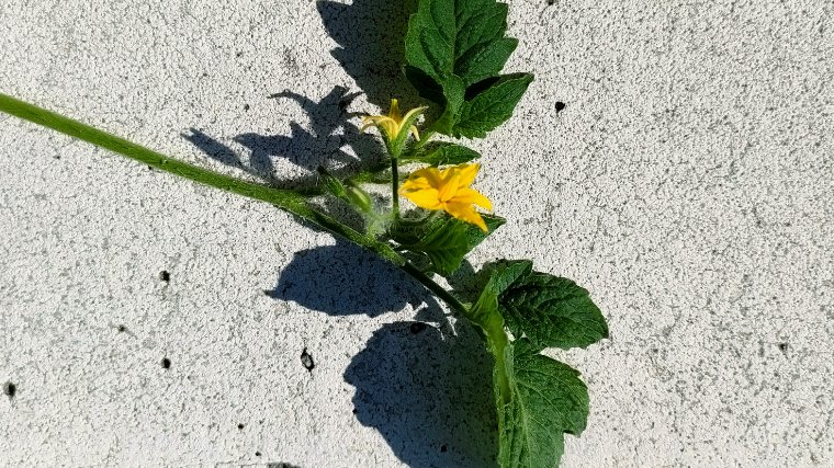 ミニトマトの花房・果房の若返り画像