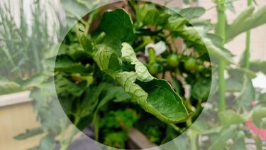 【画像で解説】ミニトマトの茎が太い！葉が丸まったり花や実が落ちる原因と対処法