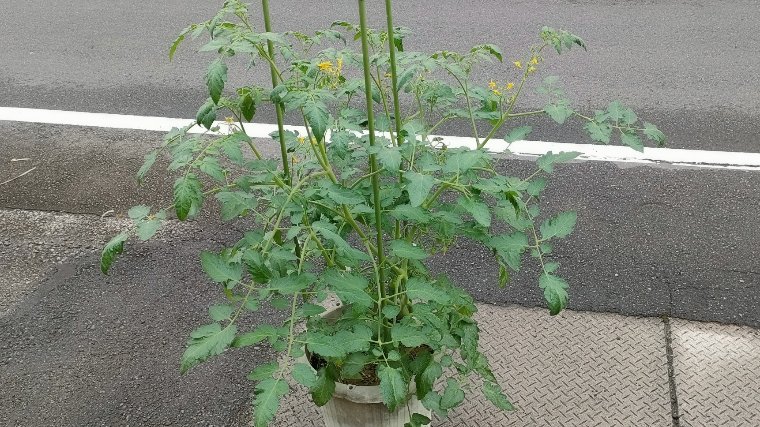 脇芽取り不要の芯止まり品種の草勢