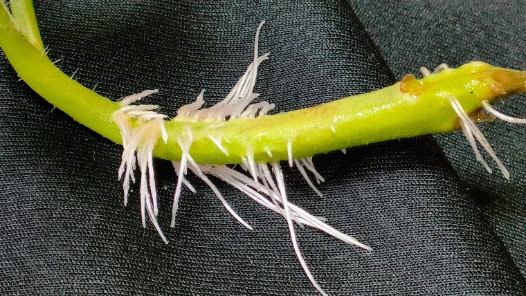 ミニトマトの茎から発根した画像